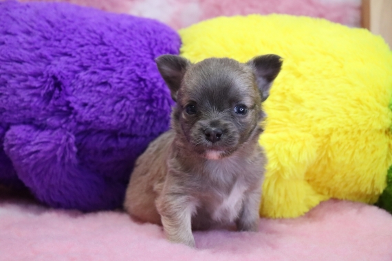 Petit mâle Chihuahua né le 05/12/2025 est proposé – vendu 1060 €.