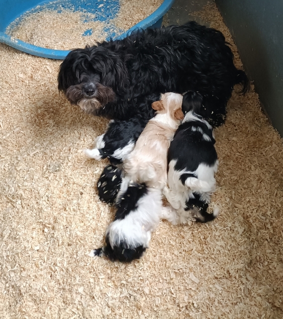 Petite femelle  née le 15/10/2025 est proposée – vendue 1300 €.