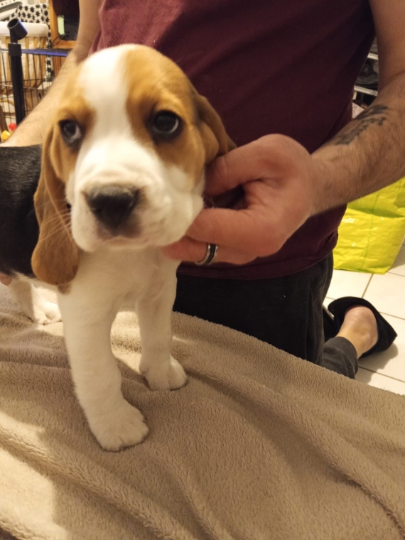 Petite femelle Beagle née le 09/11/2025 est proposée – vendue 750 €.