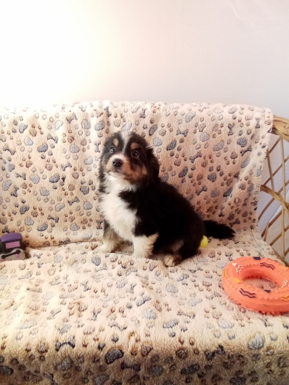 Petite femelle Berger américain miniature née le 20/11/2025 est proposée – vendue 1880 €.