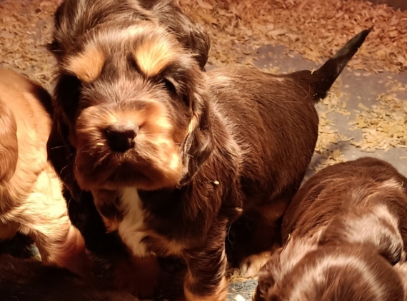 Petite femelle Cocker Anglais (Spaniel) née le 19/12/2025 est proposée – vendue 1400 €.