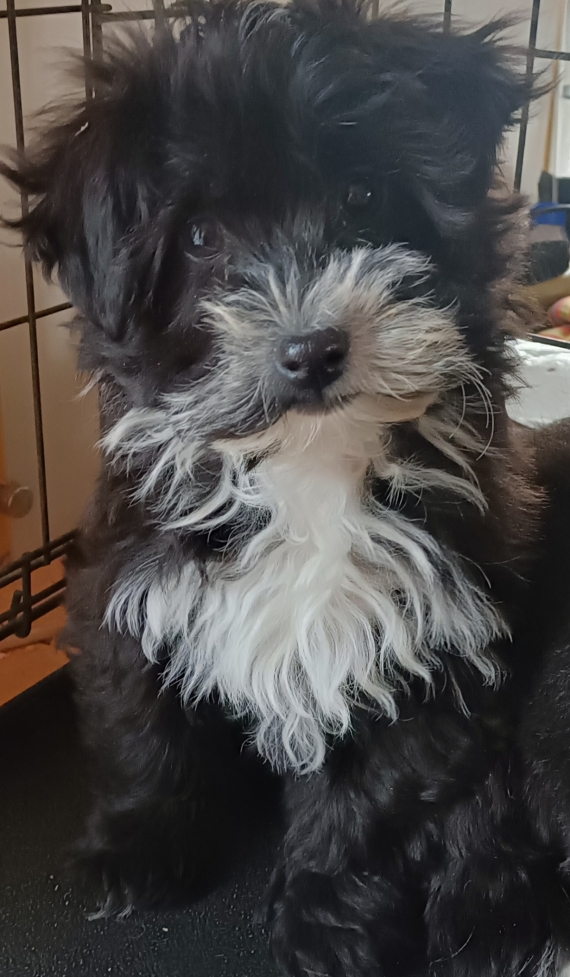 Petite femelle Bichon Havanais n�e le 15/10/2025 est propos�e � vendue 1300 �.