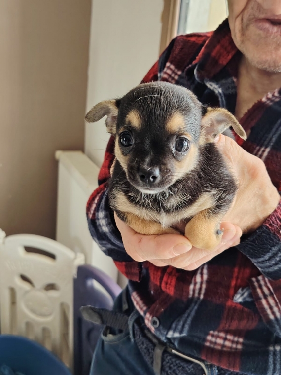 Petite femelle Chihuahua née le 02/12/2025 est proposée – vendue 1100 €.