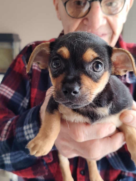 Petit mâle Chihuahua né le 19/11/2025 est proposé – vendu 725 €.