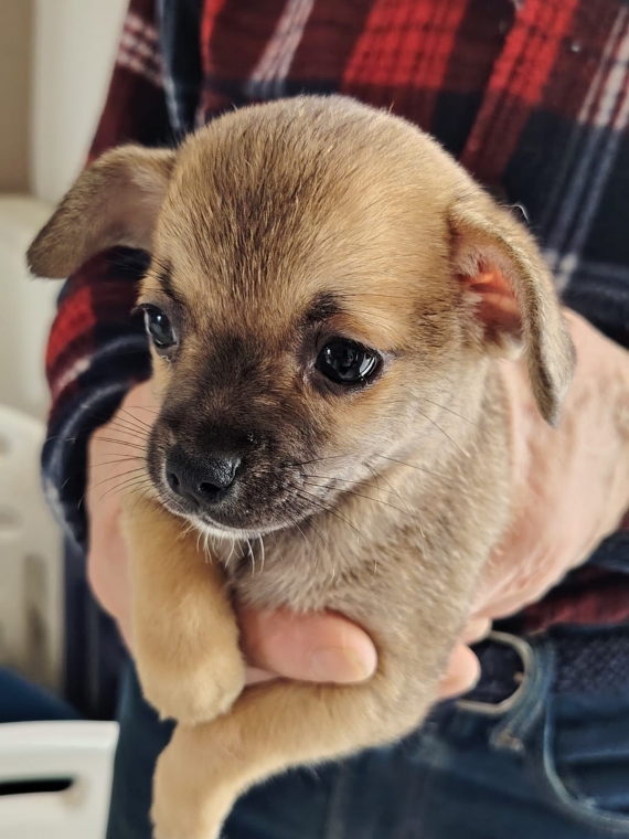 Petit mâle Chihuahua né le 02/12/2025 est proposé – vendu 699 €.