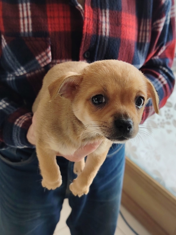 Petit mâle Chihuahua né le 19/11/2025 est proposé – vendu 699 €.