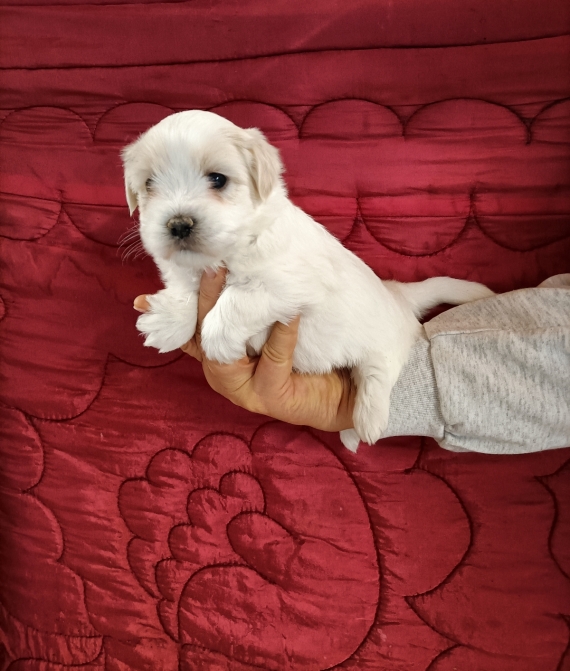 Petite femelle Coton de Tulear n�e le 19/12/2025 est propos�e � vendue 1300 �.