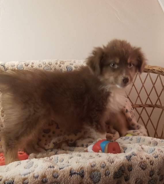 Petite femelle Berger australien d'Amérique née le 18/11/2025 est proposée – vendue 980 €.