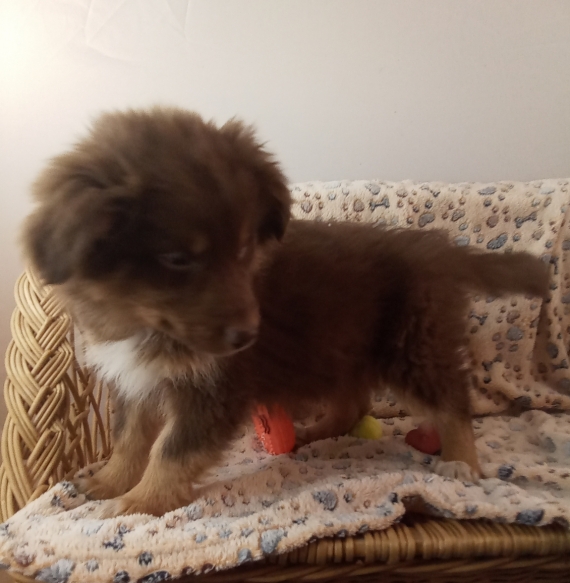 Petit mâle Berger australien d'Amérique né le 18/11/2025 est proposé – vendu 980 €.