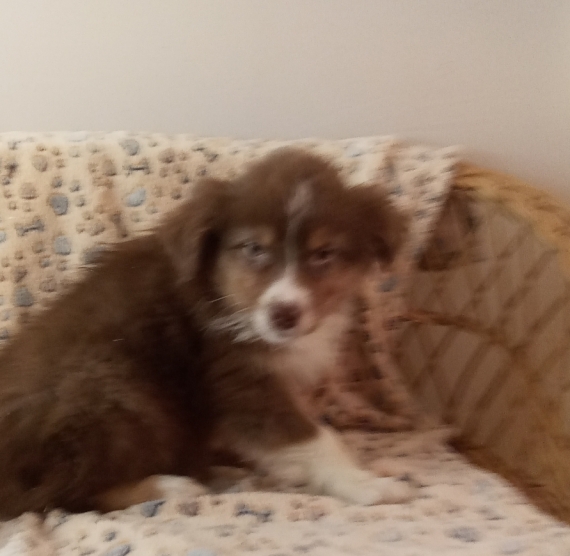 Petite femelle Berger australien d'Amérique née le 18/11/2025 est proposée – vendue 980 €.