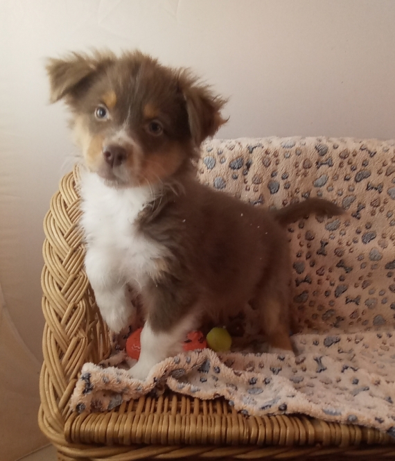 Petit mâle Berger australien d'Amérique né le 18/11/2025 est proposé – vendu 980 €.