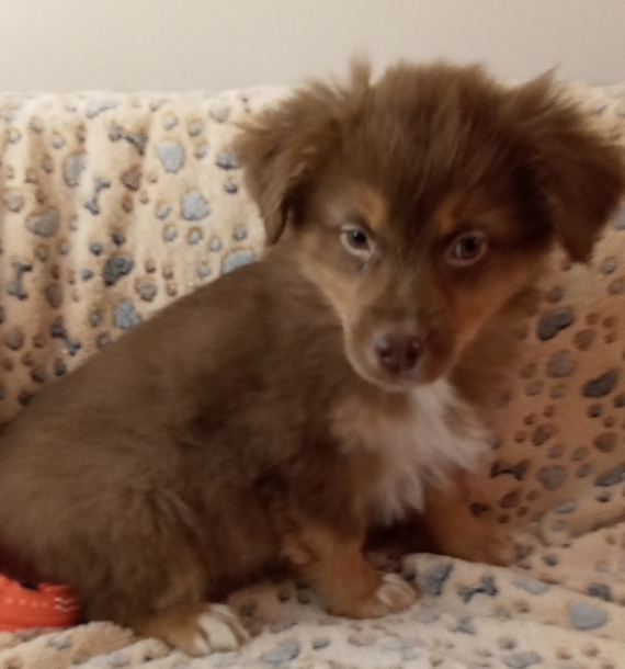 Petit mâle Berger australien d'Amérique né le 18/11/2025 est proposé – vendu 980 €.