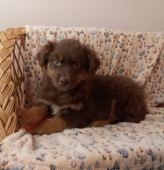 Petit mâle Berger australien d'Amérique né le 18/11/2025 est proposé – vendu 980 €.