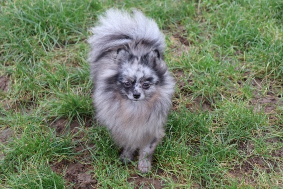 Petit mâle  né le 25/11/2025 est proposé – vendu 1000 €.