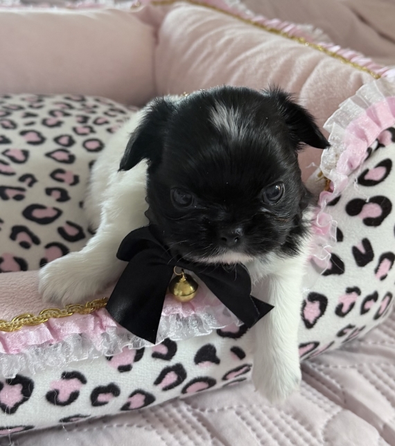 Petit mâle Chihuahua né le 10/12/2025 est proposé – vendu 1770 €.