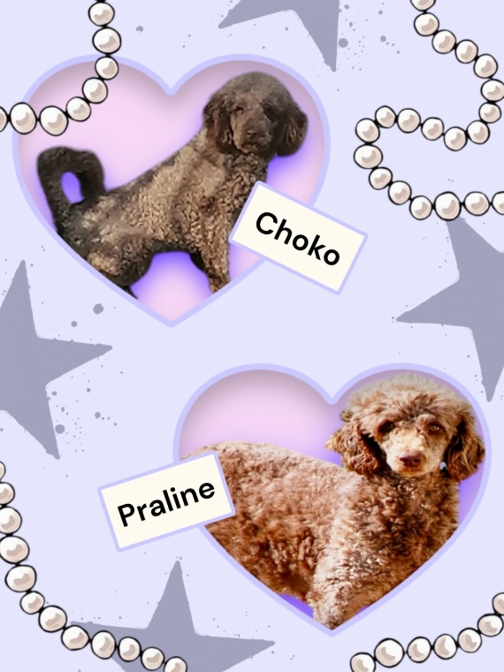 Petite femelle  née le 29/09/2025 est proposée – vendue 1500 €.