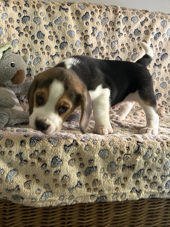 Petit mâle Beagle né le 01/11/2025 est proposé – vendu 1180 €.