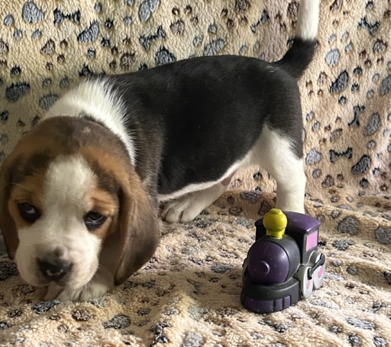 Petit mâle Beagle né le 01/11/2025 est proposé – vendu 1180 €.