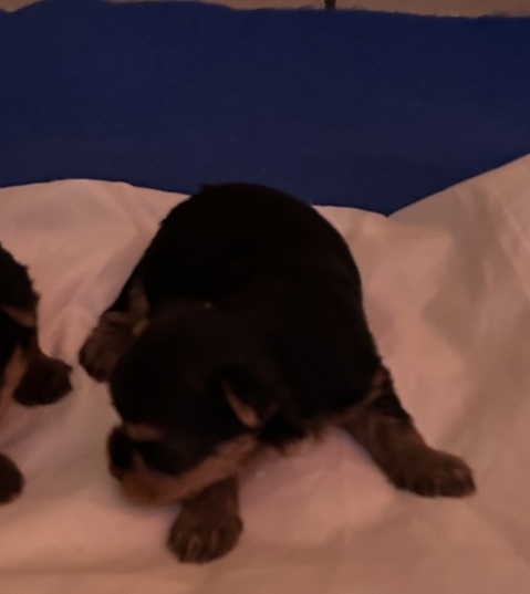 Petite femelle Yorkshire Terrier née le 09/12/2025 est proposée – vendue 1960 €.