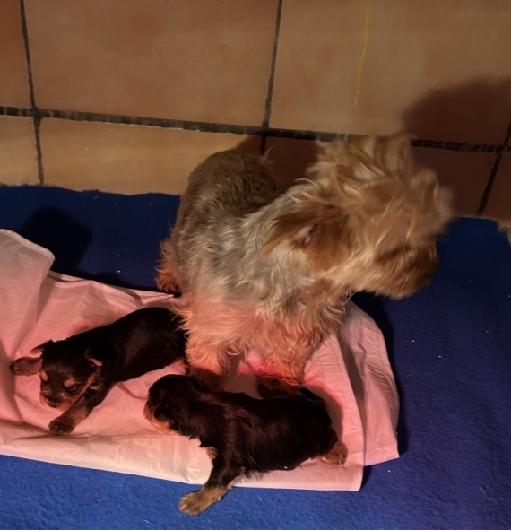 Petite femelle  née le 09/12/2025 est proposée – vendue 1960 €.