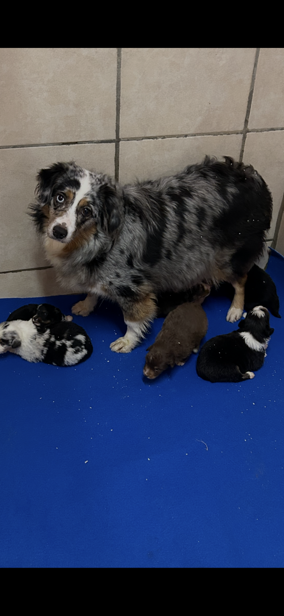 Petite femelle  née le 20/11/2025 est proposée – vendue 1880 €.