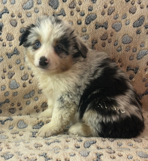 Petite femelle Berger américain miniature née le 20/11/2025 est proposée – vendue 1880 €.