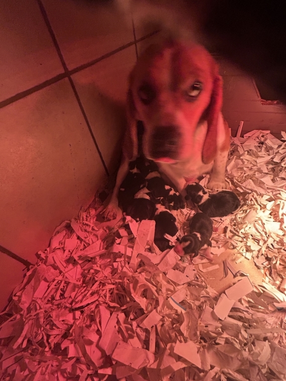 Petit mâle Beagle né le 16/01/2026 est proposé – vendu 1160 €.