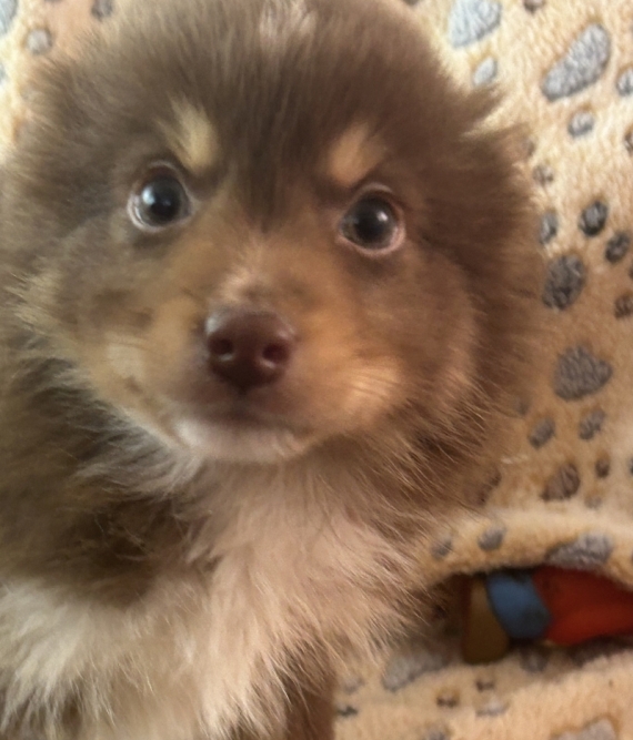 Petit mâle Berger américain miniature né le 20/11/2025 est proposé – vendu 1660 €.