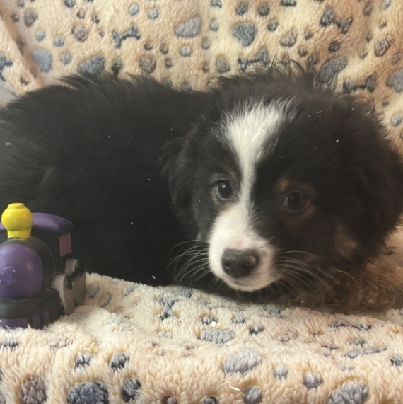 Petit mâle Berger américain miniature né le 20/11/2025 est proposé – vendu 1660 €.