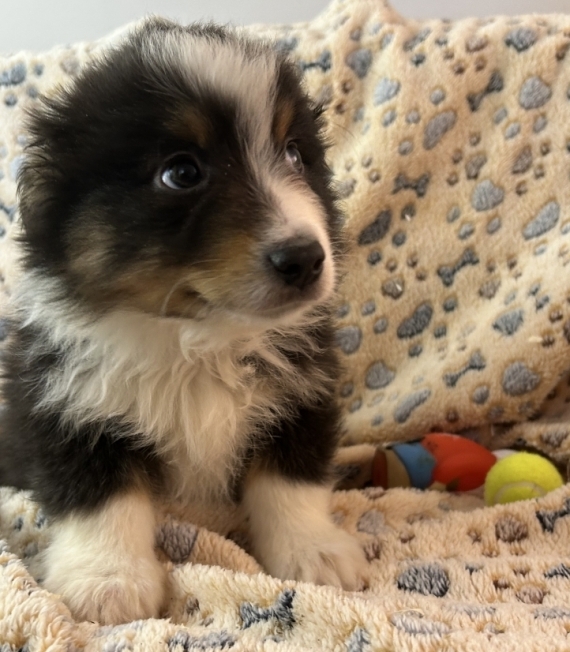 Petit mâle Berger américain miniature né le 20/11/2025 est proposé – vendu 1660 €.