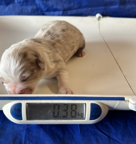 Petit mâle Berger australien d'Amérique né le 28/01/2026 est proposé – vendu 1560 €.