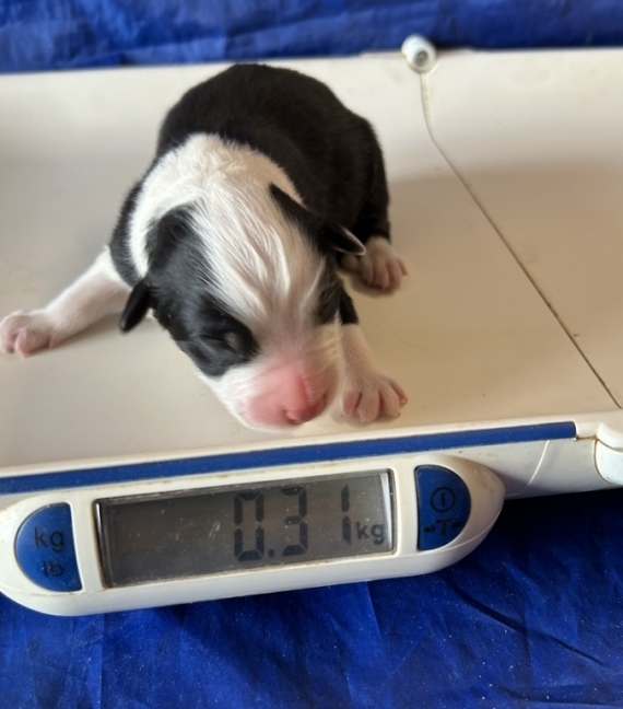 Petite femelle Berger australien d'Amérique née le 28/01/2026 est proposée – vendue 1460 €.