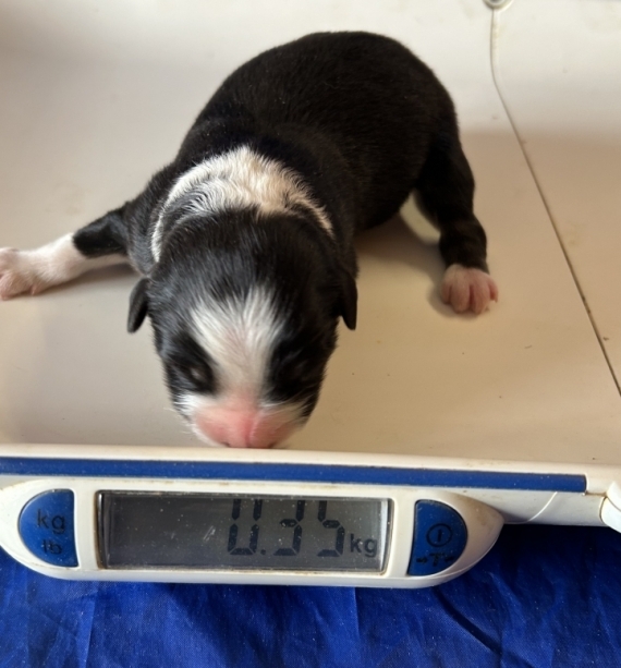 Petit mâle Berger australien d'Amérique né le 28/01/2026 est proposé – vendu 1460 €.