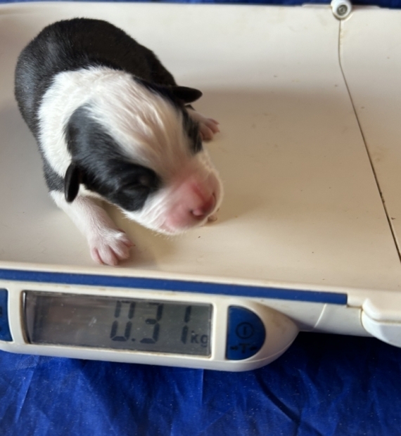 Petit mâle Berger australien d'Amérique né le 28/01/2026 est proposé – vendu 1460 €.