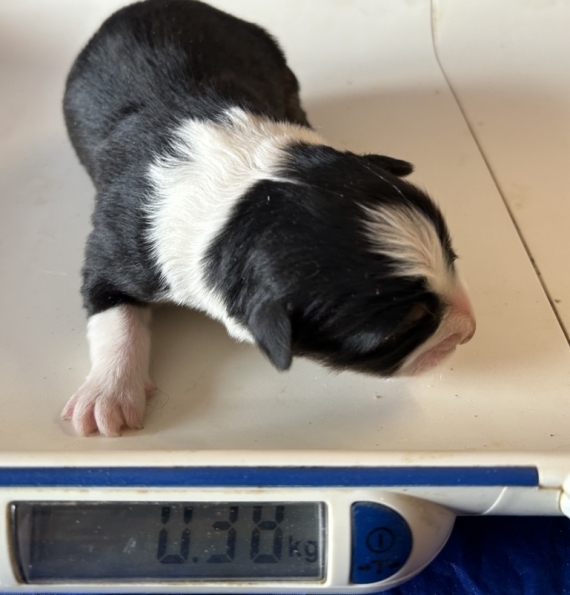 Petit mâle Berger australien d'Amérique né le 28/01/2026 est proposé – vendu 1460 €.