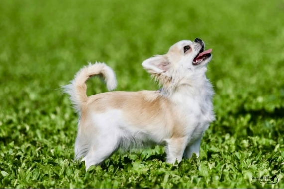 Petit mâle  né le 10/12/2025 est proposé – vendu 1770 €.