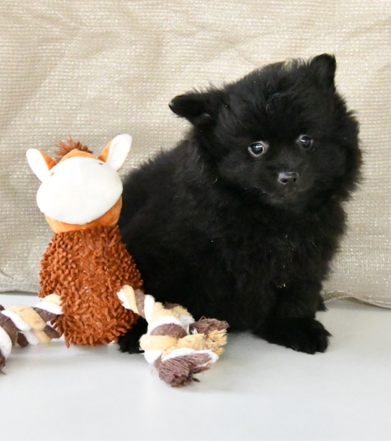 Petit mâle Spitz Allemand (Petit) né le 19/10/2025 est proposé – vendu 1100 €.