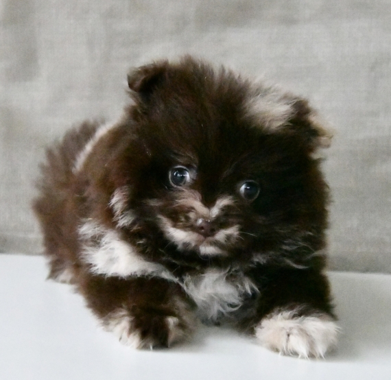 Petite femelle Spitz Allemand (Petit) née le 14/11/2025 est proposée – vendue 1600 €.