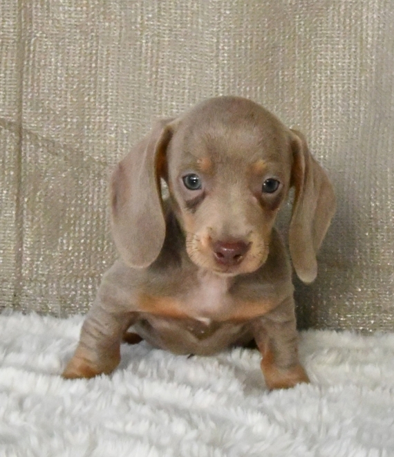 Petite femelle Teckel à poil ras née le 23/11/2025 est proposée – vendue 2500 €.