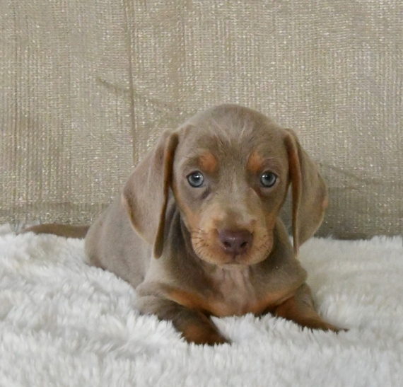 Petite femelle Teckel à poil ras née le 23/11/2025 est proposée – vendue 2500 €.