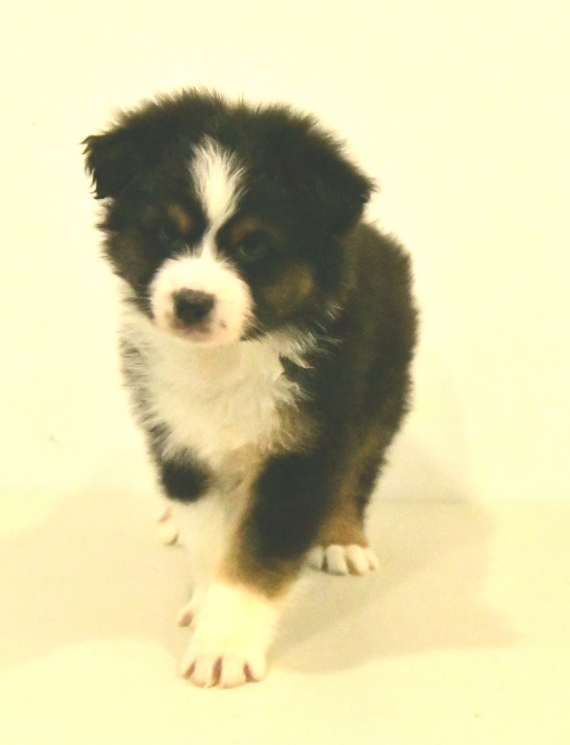 Petit mâle Berger australien d'Amérique né le 06/11/2025 est proposé – vendu 1200 €.