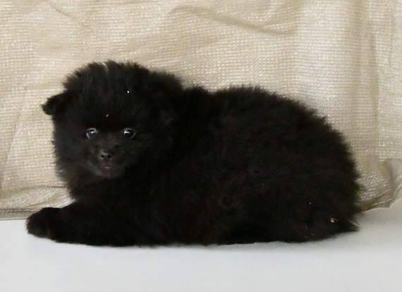 Petit mâle Spitz Allemand (Petit) né le 19/10/2025 est proposé – vendu 1100 €.