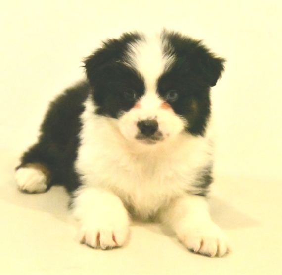 Petite femelle Berger australien d'Amérique née le 06/11/2025 est proposée – vendue 1500 €.