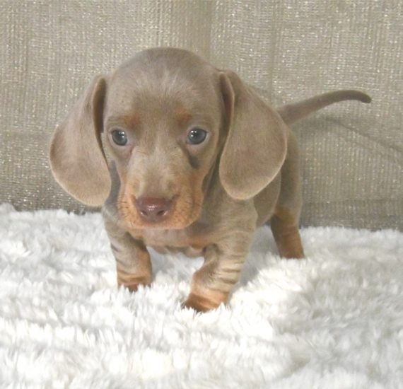 Petit mâle Teckel à poil ras né le 23/11/2025 est proposé – vendu 2000 €.