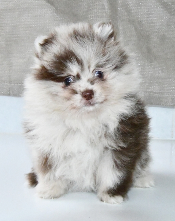 Petit mâle Spitz Allemand (Petit) né le 14/11/2025 est proposé – vendu 1600 €.