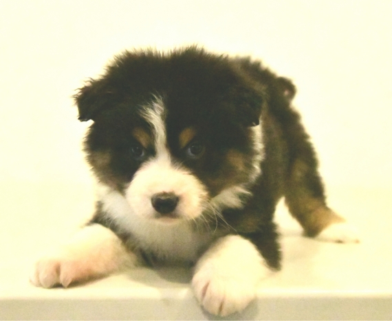 Petite femelle Berger australien d'Amérique née le 06/11/2025 est proposée – vendue 1200 €.