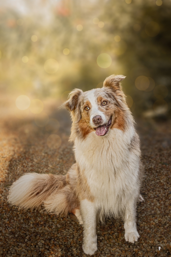 Petit mâle  né le 19/08/2025 est proposé – vendu 1000 €.