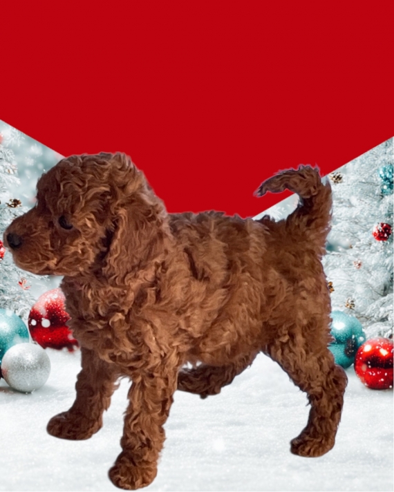 Petite femelle Caniche née le 06/11/2025 est proposée – vendue 2300 €.