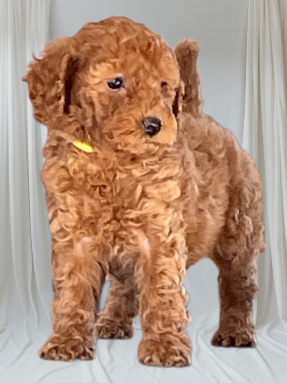 Petite femelle Caniche née le 06/11/2025 est proposée – vendue 2300 €.