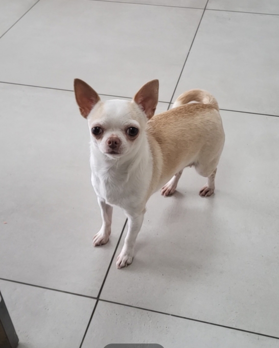 Petit mâle  né le 13/07/2025 est proposé – vendu 2000 €.